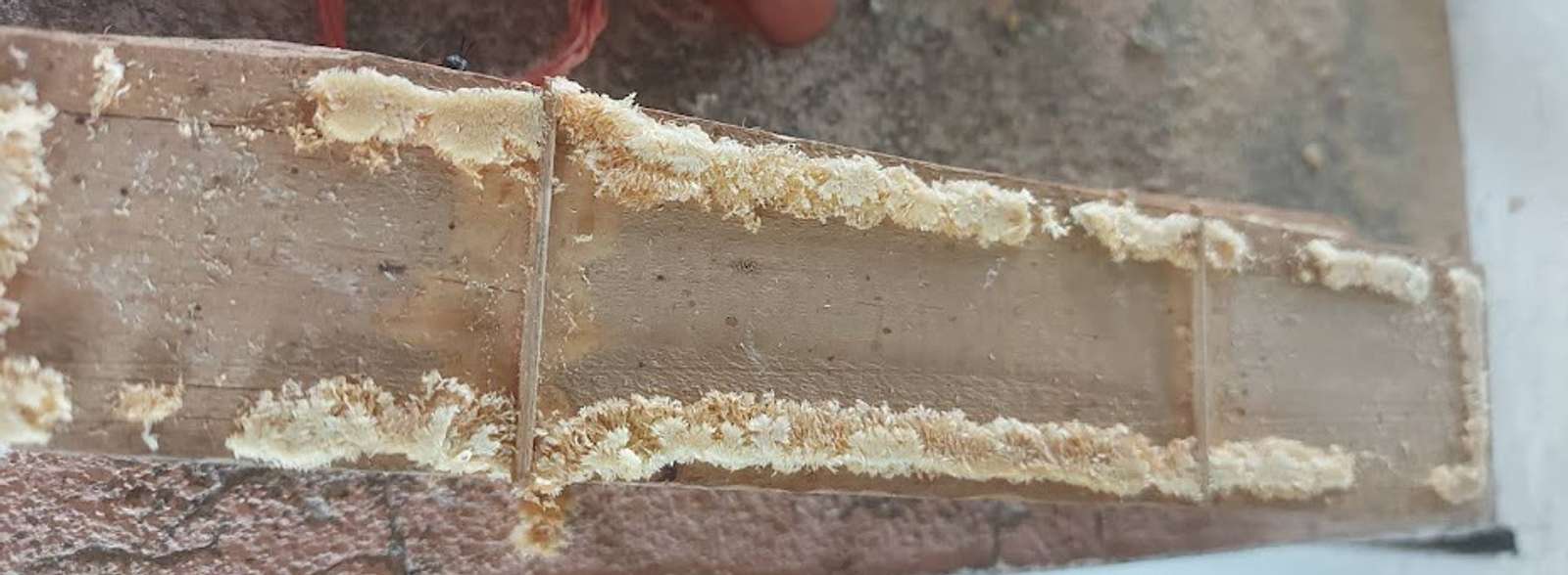 Black Soldier Fly Larvae Production | ECHOcommunity.org