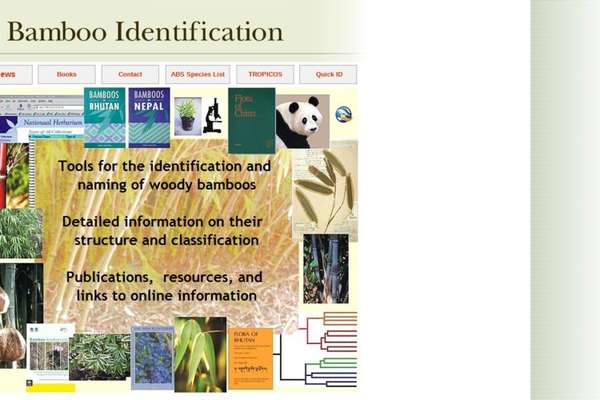 Bamboo Identification | ECHOcommunity.org