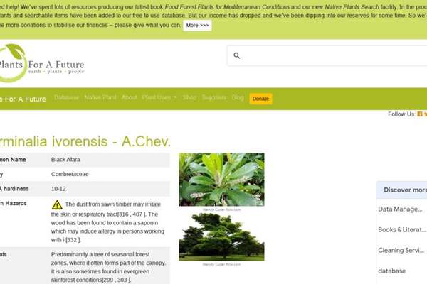 PFAF - Terminalia ivorensis - A.Chev. | ECHOcommunity.org